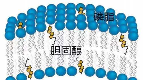 <b>捐卵是什么样的_卵子值多少钱|2023萍乡试管婴儿医院大全三代供卵费用与成功率</b>