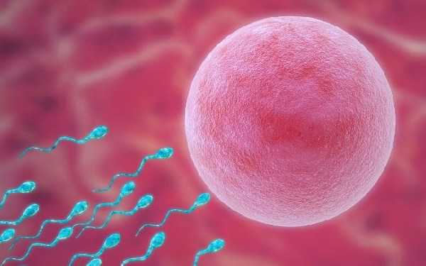 异地捐卵_美国试管婴儿专家告诉你输卵管不通是怎么导致宫外孕的？
